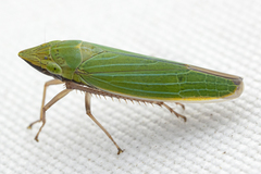 Draeculacephala robinsoni