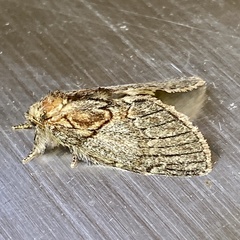 Peridea basitriens