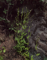 Epilobium lactiflorum