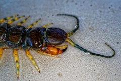 Scolopendra viridicornis