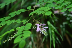 Indigofera venulosa
