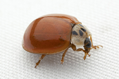 Harmonia axyridis