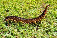 Scolopendra viridicornis