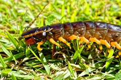 Scolopendra viridicornis