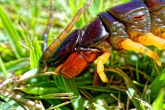Scolopendra viridicornis