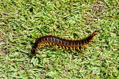 Scolopendra viridicornis