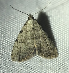 Dyspyralis puncticosta