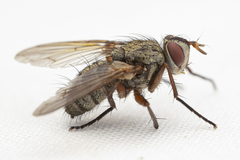 Cryptomeigenia demylus