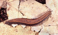 Chlamydephorus sexangulus