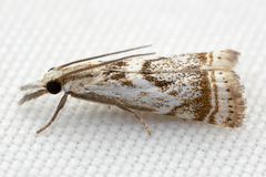 Microcrambus elegans