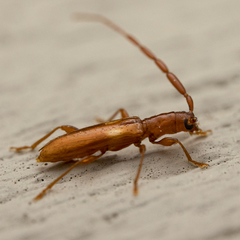 Heterachthes quadrimaculatus