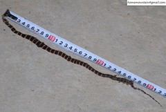 Lycodon liuchengchaoi