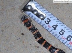 Lycodon liuchengchaoi