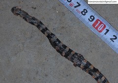 Lycodon liuchengchaoi