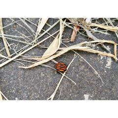 Graphosoma rubrolineatum