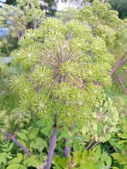 Angelica decurrens