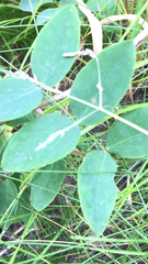 Lathyrus ochroleucus