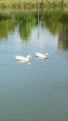 Anas platyrhynchos domesticus