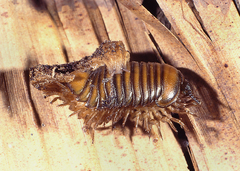 Chlamydephorus sexangulus