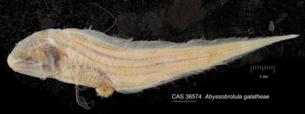 Abyssobrotula