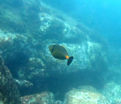 Meuschenia flavolineata