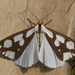 Confused Haploa Moth - Photo (c) Scott King, some rights reserved (CC BY-NC)