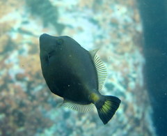 Meuschenia flavolineata