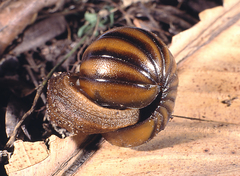 Chlamydephorus sexangulus