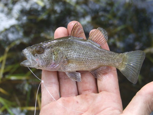 Glossamia aprion