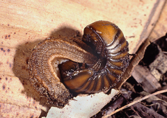 Chlamydephorus sexangulus