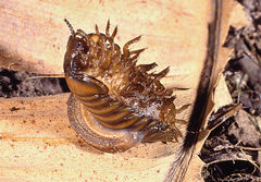 Chlamydephorus sexangulus