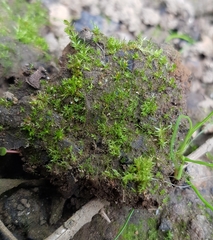 Pseudephemerum nitidum