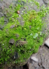 Pseudephemerum nitidum