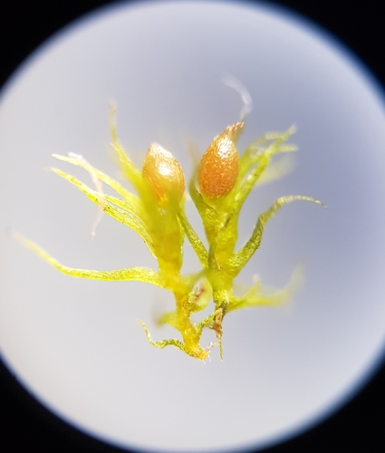 Image of Pseudephemerum nitidum by (c) Helen Waterman, some rights reserved (CC BY)