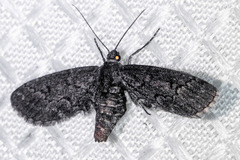 Glaucina erroraria