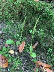 Platanthera pollostantha
