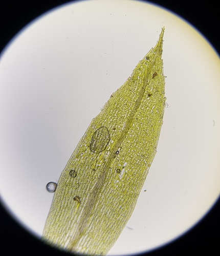 Image of Pseudephemerum nitidum by (c) Helen Waterman, some rights reserved (CC BY)