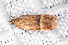 Eudactylota iobapta