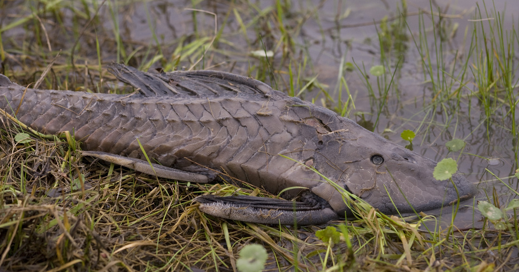 La Plata pleco (Hypostomus laplatae) — Loricariidae