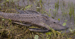 Hypostomus