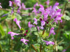 Lamium amplexicaule