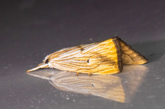 Xubida dentilineatella