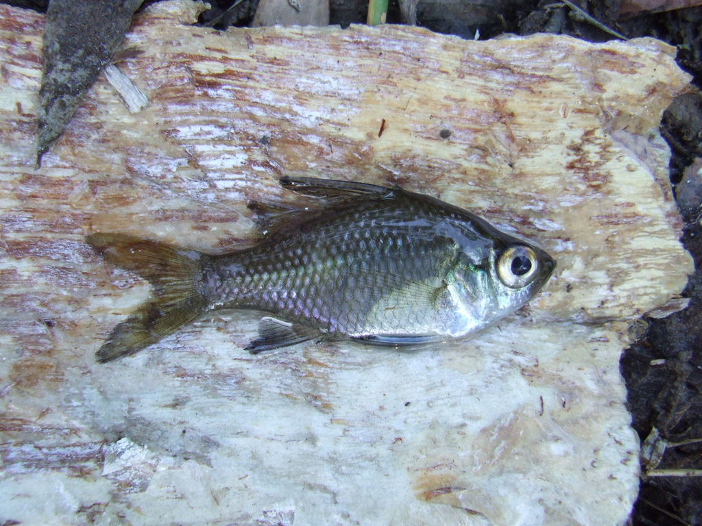 Chanda perch (Ambassis agrammus) — Ambassidae
