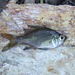 Sailfin Glassfish - Photo (c) coenobita, some rights reserved (CC BY), uploaded by coenobita