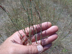 Polygonum equisetiforme