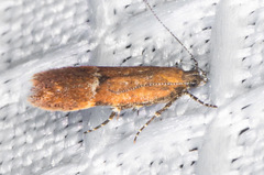 Eudactylota iobapta