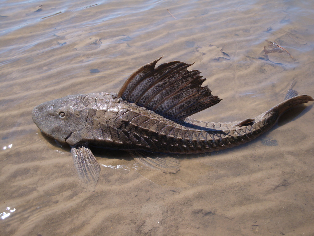 Hypostomus commersoni