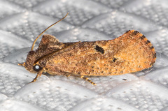 Acrolophus cockerelli