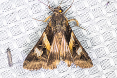 Melipotis perpendicularis