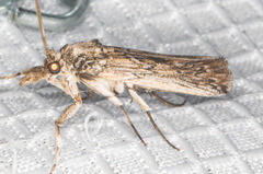 Melitara subumbrella